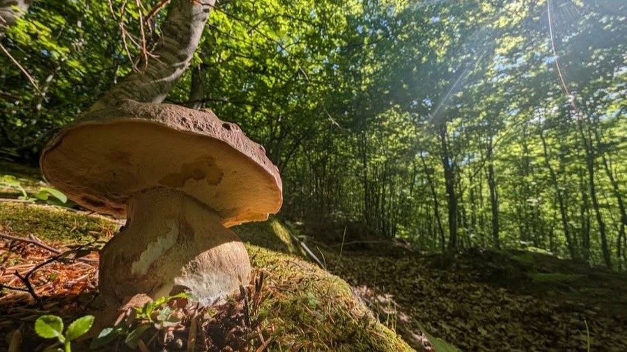 Gastronomia porcini Abruzzo